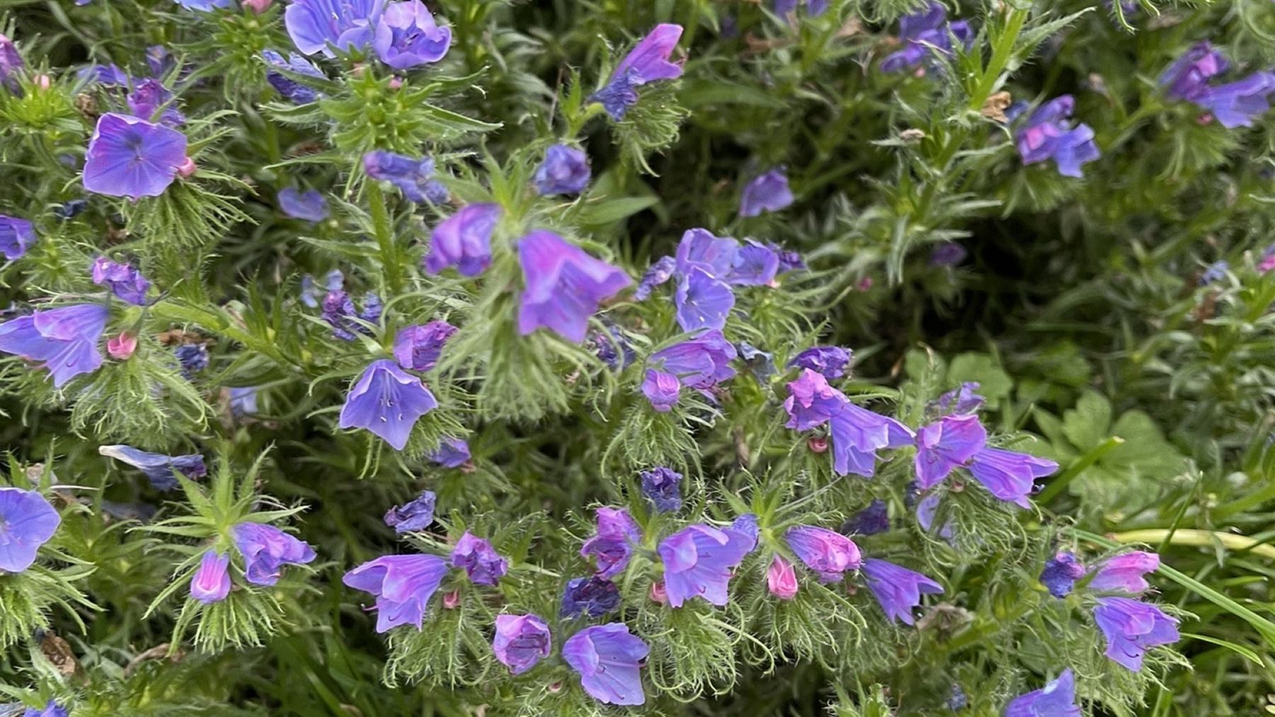 Wildflowers growing in a Slíglas field trial