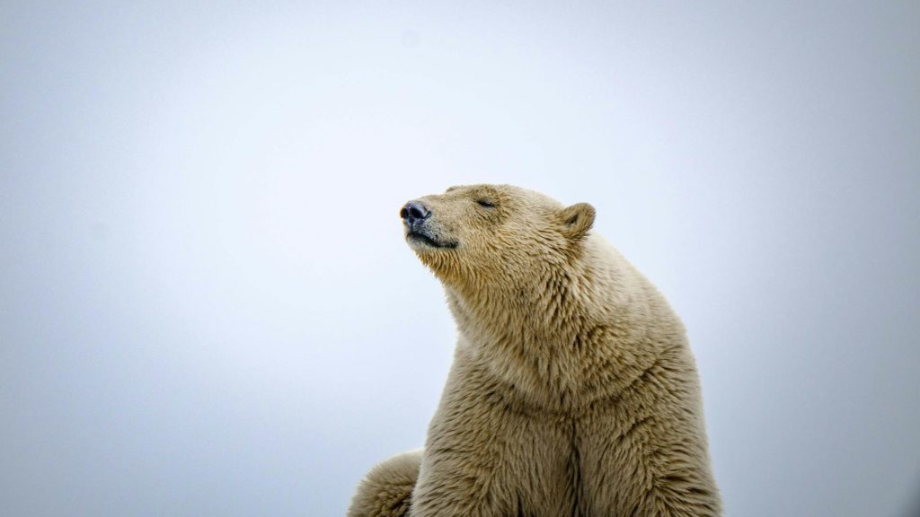 Why carbon removals matter